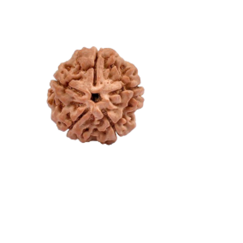 Buy Five Face Rudraksha 5 Mukhi Mantra Rudraksha Gemstones